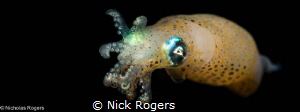 Yellow Pigmy squid (loliolus noctiluca) Black water diving! by Nick Rogers 